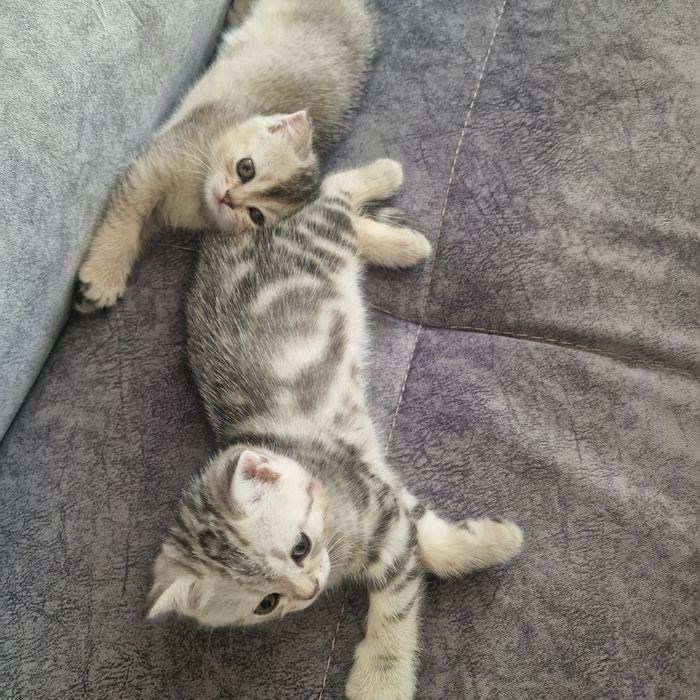 Котята котята котята