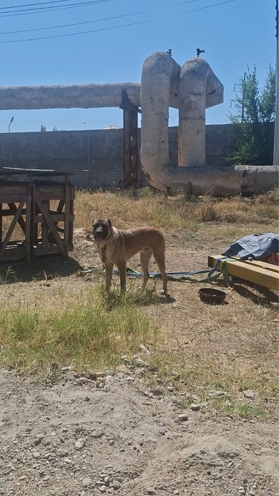 Продам алабай годовалый