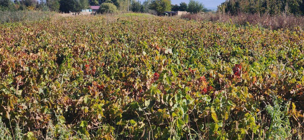 Uzum koʻchatlari bor