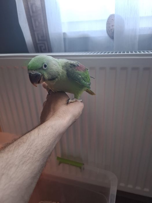 Pui blanzi marele Alexandru