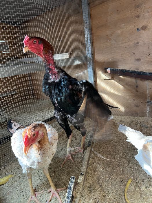 Продам дакан кур и петухов