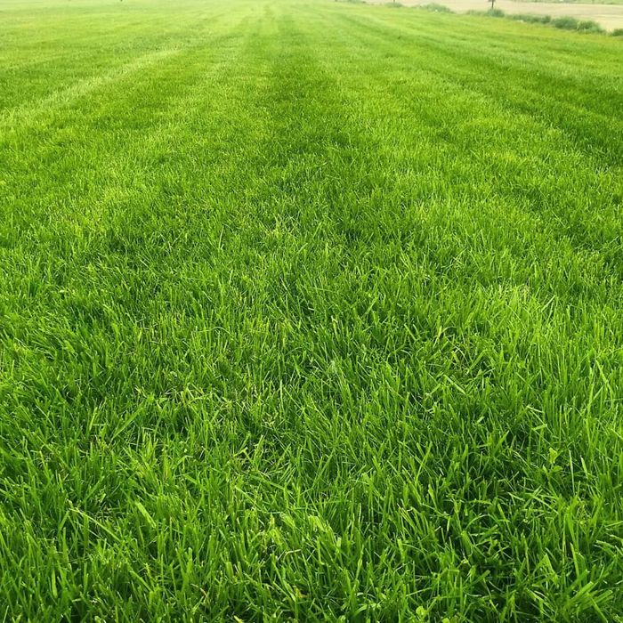 газон воронеж. газоны воронеж. газоны парковые обыкновенные. рулонный газон партер. газоны воронеж.