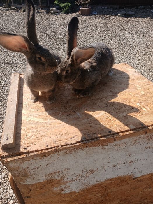 Iepuroaice uriaș german