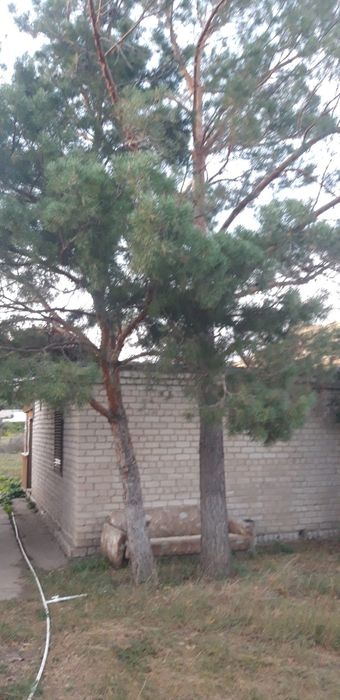 Дачу район Келешек