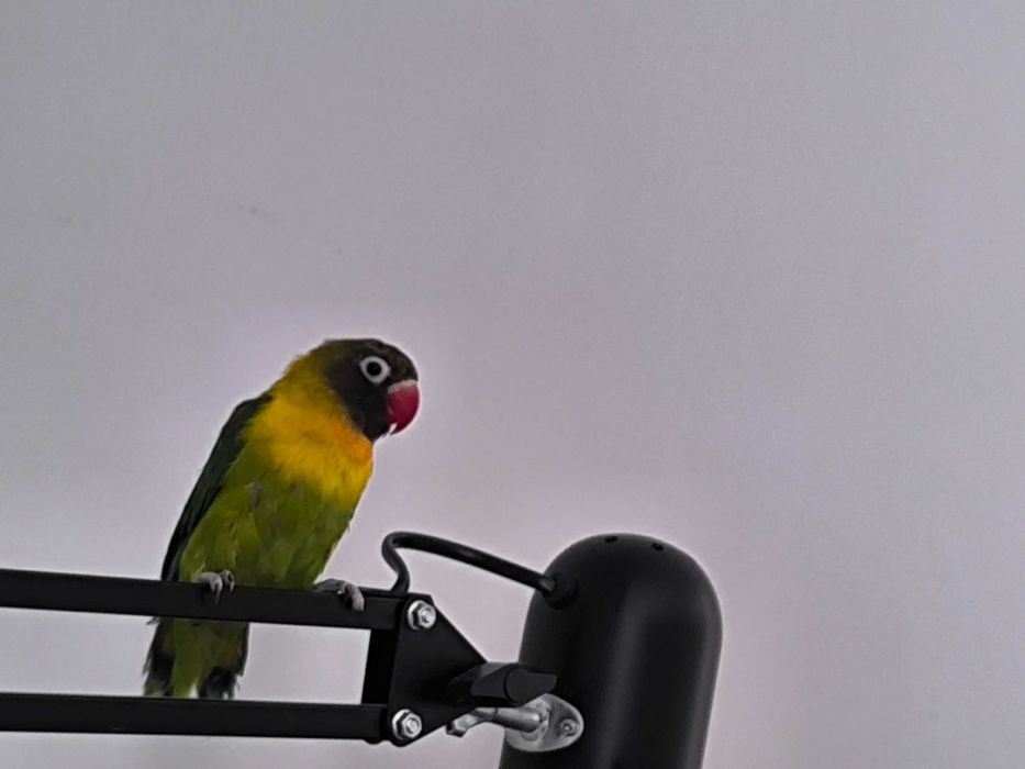 Попугай, неразлучника