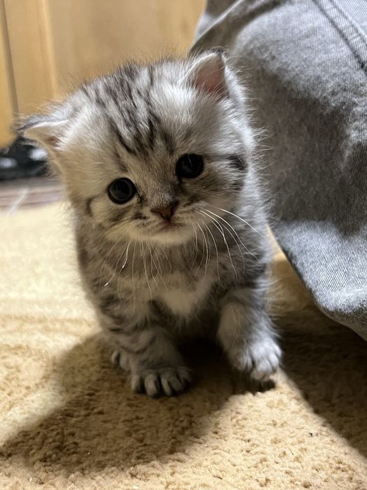 Котята милашки:)СРОЧНО ПРОДАЮ!