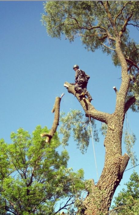 Дарахт кесиш обрезка деревья и повал услуги аккуратно