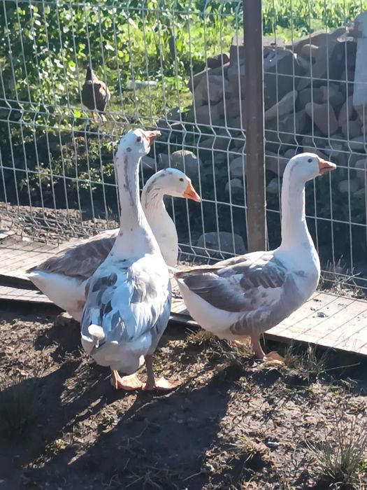 2 gâște și 1 gascan