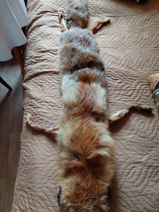 Яка от естествена кожа на рижава лисица