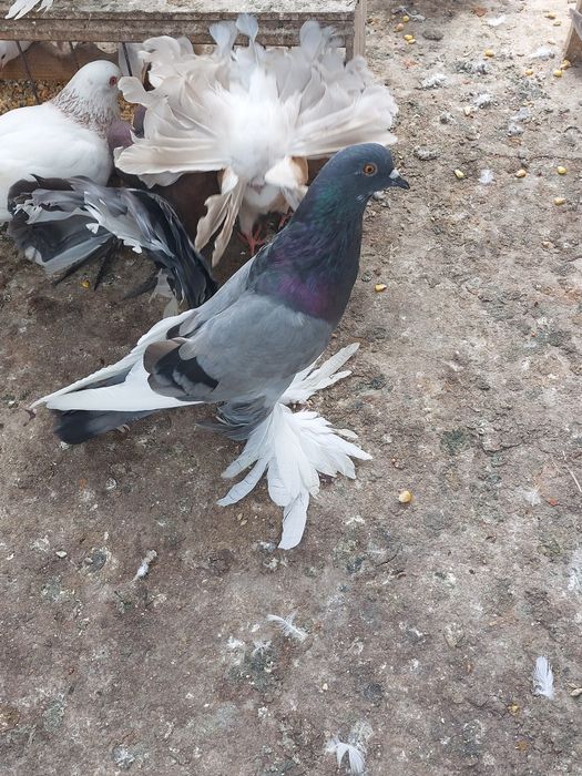 Vind porumbei tineret și maturi