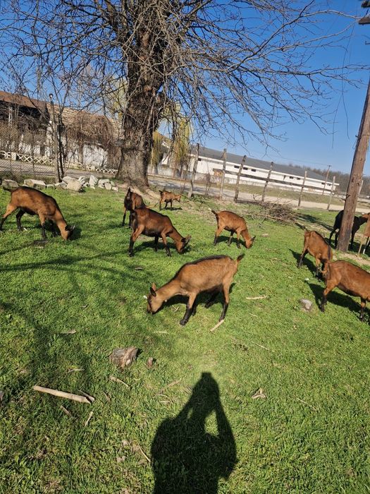 Vând  capre alpine franceze sau schimb pe vitei