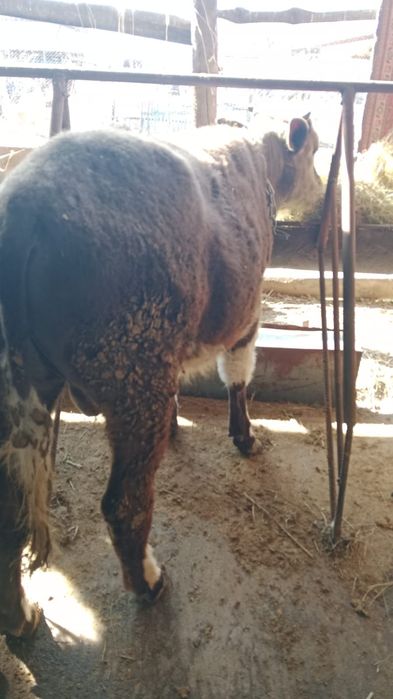 Продам 5 крепких бычков