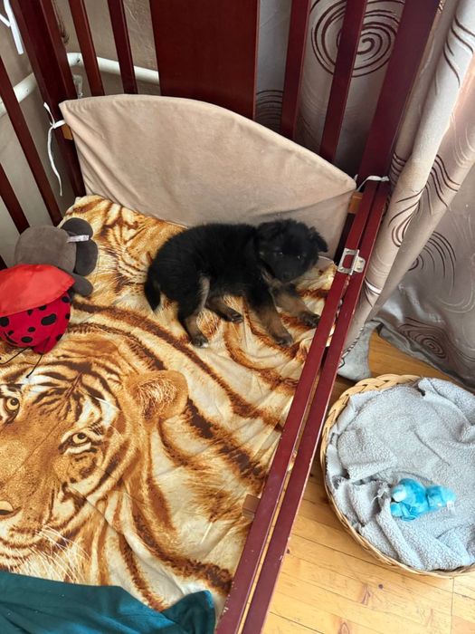 Самый красивый щенок девочка собачка в добрые руки