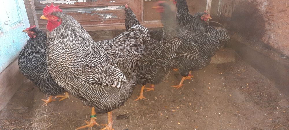 Disponibil fam 3+1 plymouth rock barat,paduana 2+1