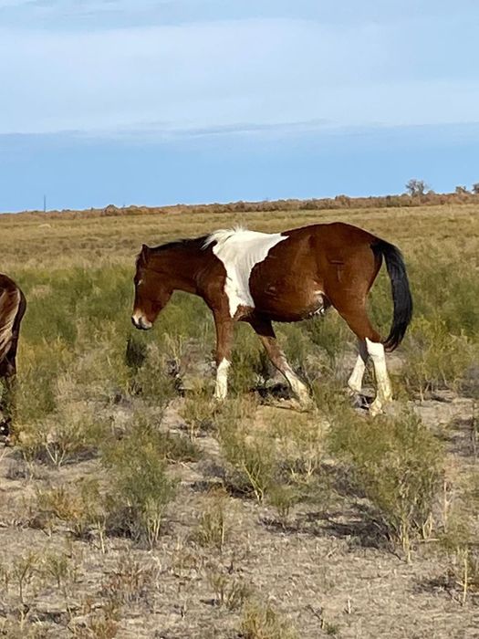 Обмен или продажа лошадей