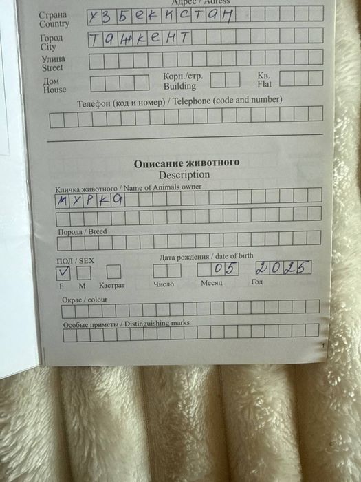 Продам котят в хорошый руки