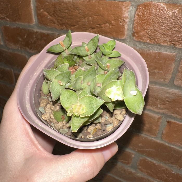 Кактусы, коланхоэ и крассула