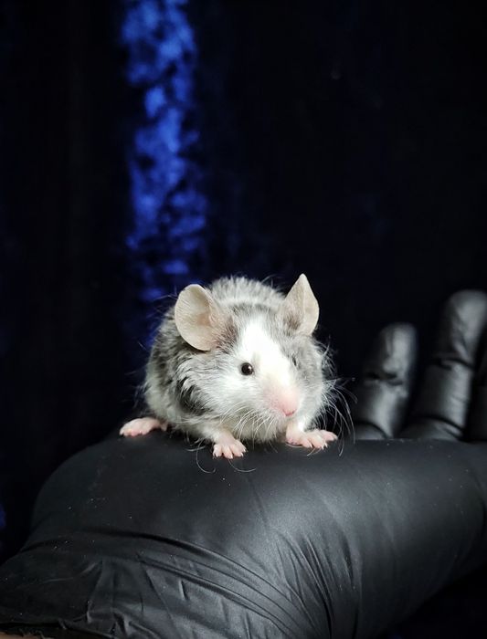 Декоративные мышки