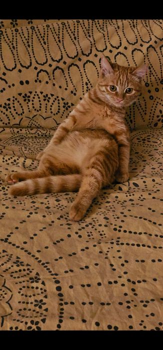 Кошечка для вязки