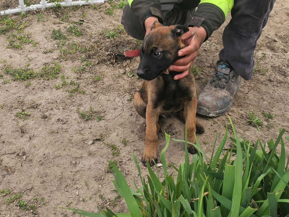 Белгиска овчарка Малиноа