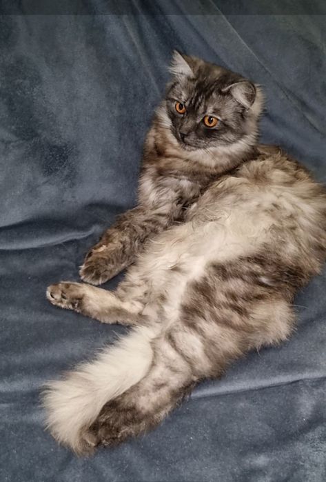 Малыш ищет дом. Доставлю!