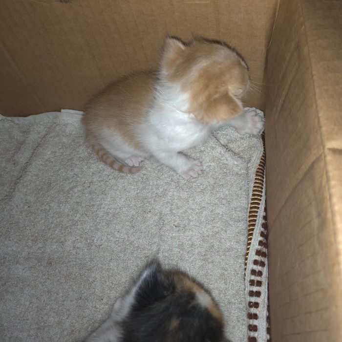 Отдам двух котёнок