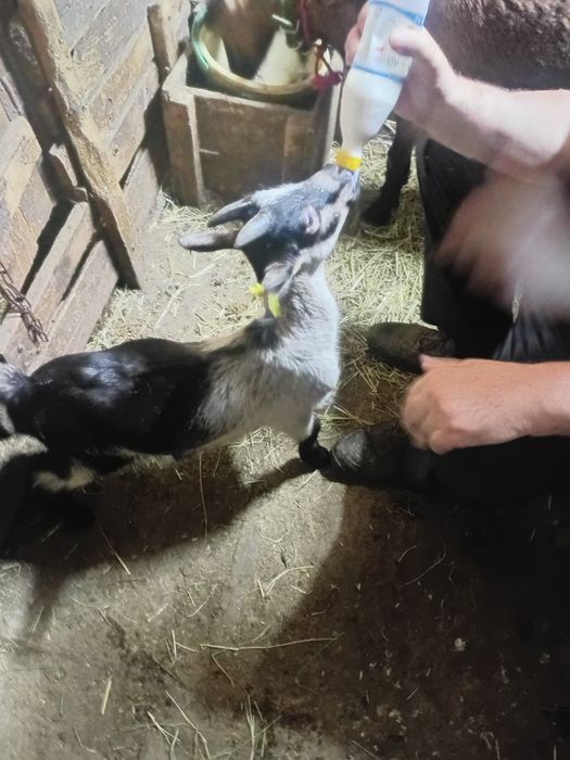 Продам козликов альпийской породы