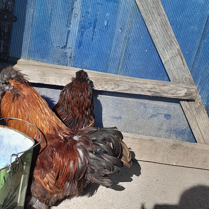 Cocosi pitici montați și încălțati