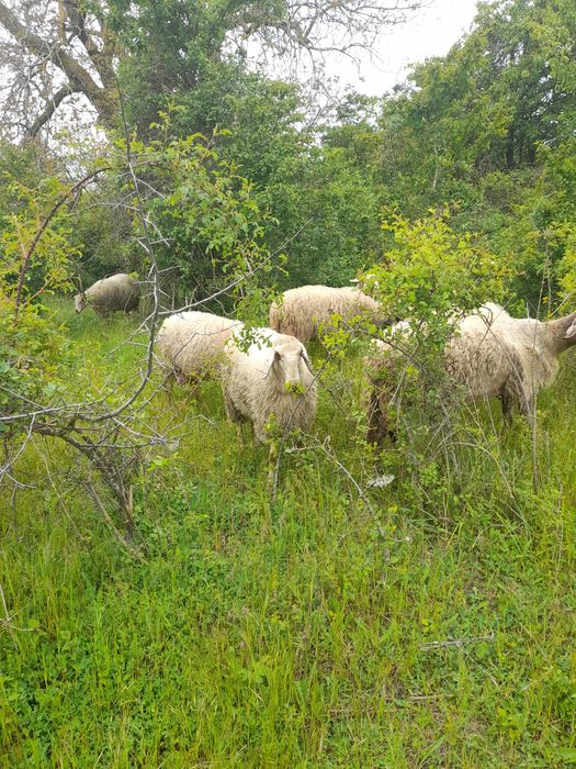 Продавам 11 дойни овце и 1 коч