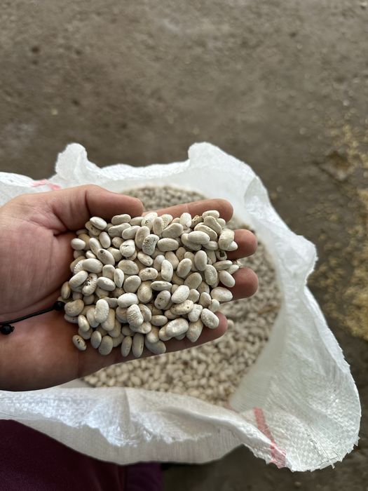 Vand fasole romaneasca productie 2025