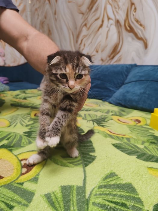 Отдаются котята в добрые руки