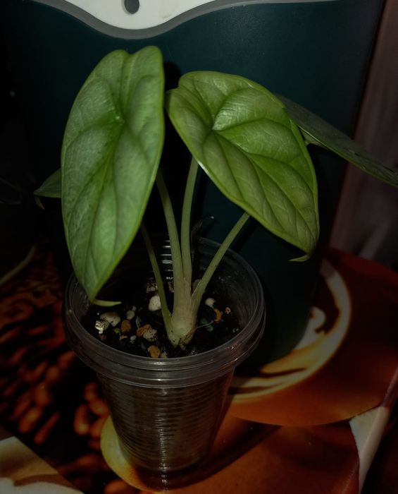 Продам деток алоказий