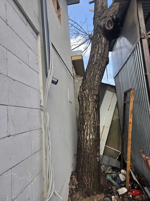 De vanzare nuc pe picior