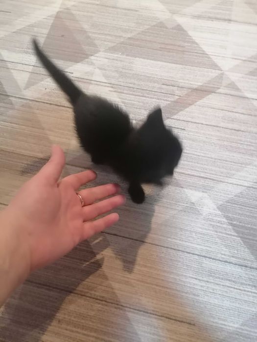 Отдам котят. 1 мес