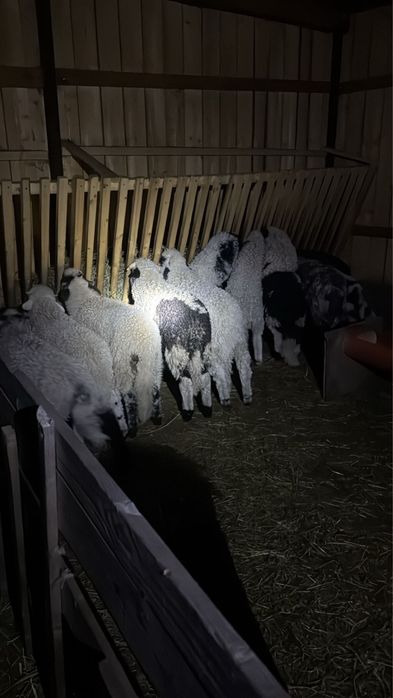 Vand oi cu miei 45 bucati