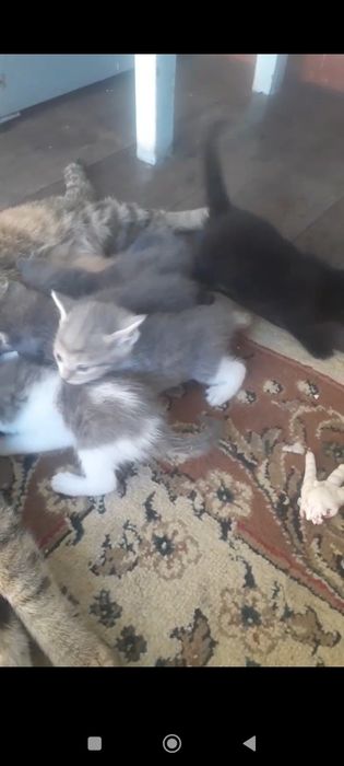 Котята в добрые руки