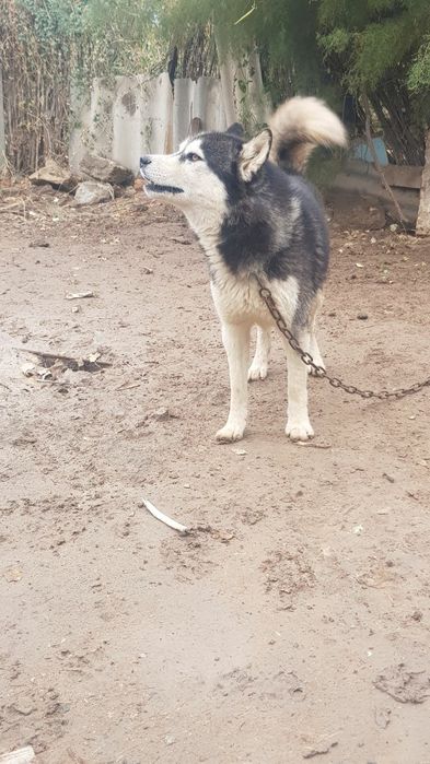 Чистокровный хаски