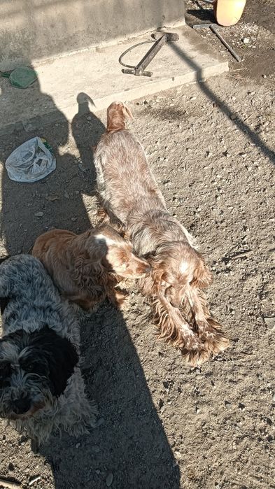 Щенки русского спаниеля