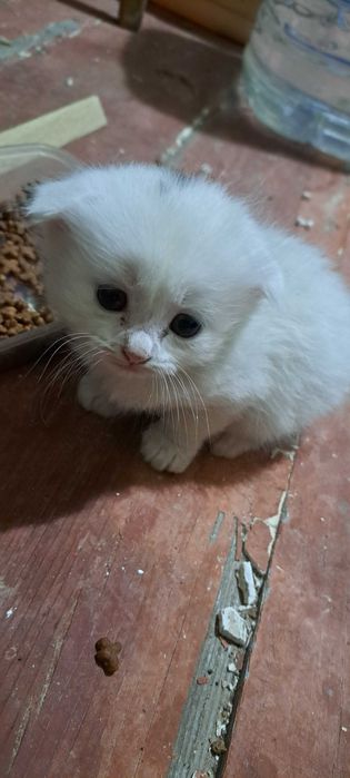 Милые котята мама турецкая ангора папа шотландский веслоухий