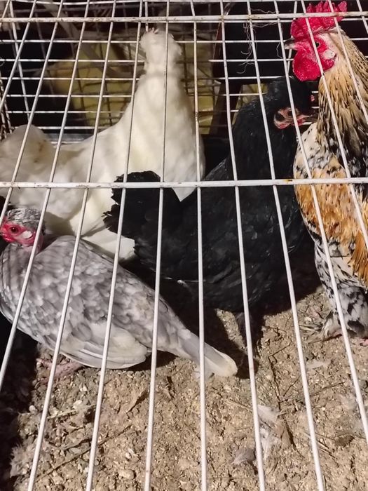Vănd 3 găinuțe și 1 cocoșel iopane
