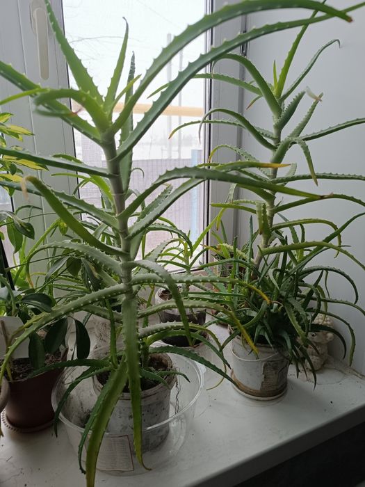 Продам трёхлетний лечебное алоэ