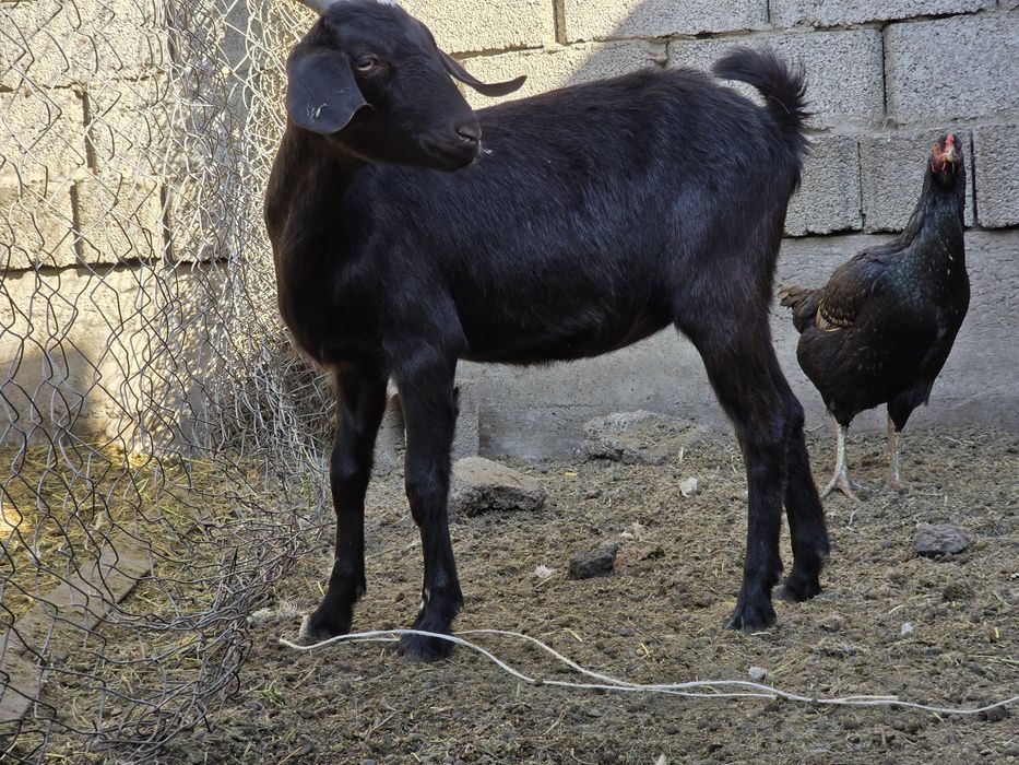 Ұрғашы лақ 6 айлық