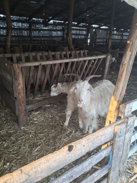 Vand 24 de capre romanesti