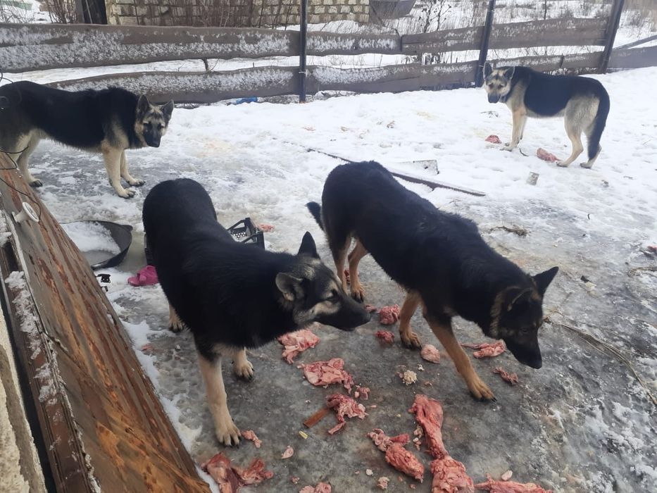 Собака Вео овчарка