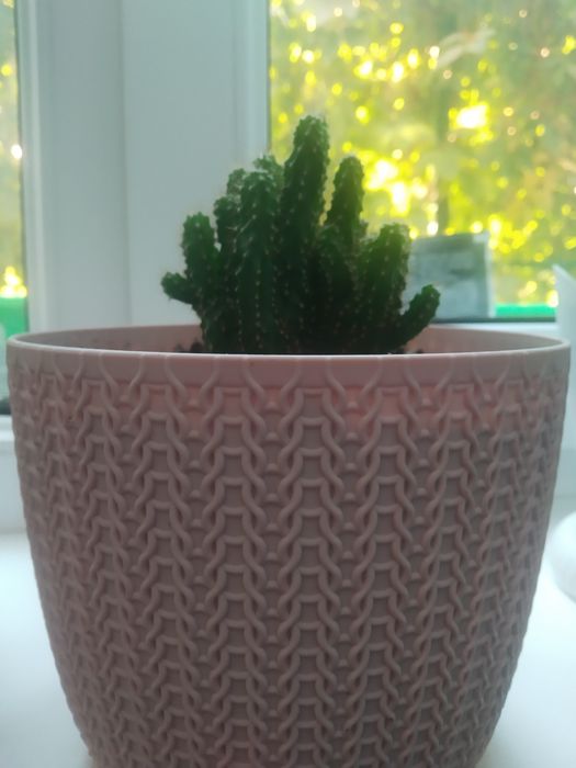 Распродаю разные комнатные растения