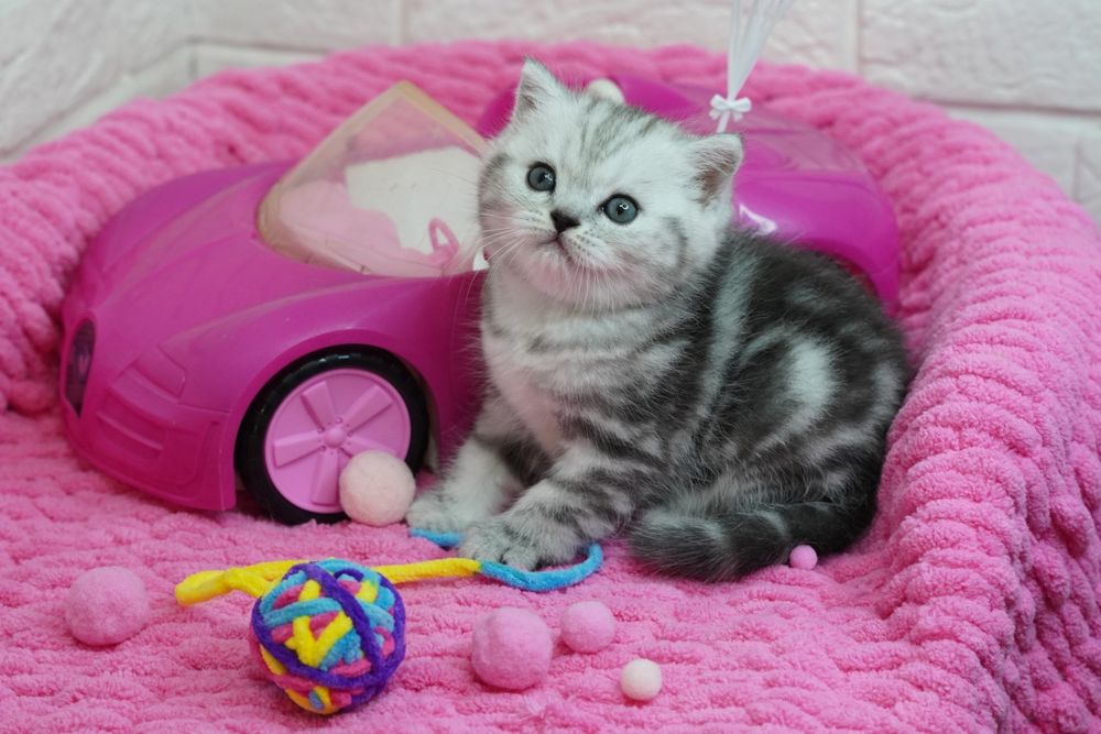 Вислоухие котята