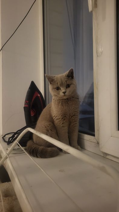 Котенок, породистый