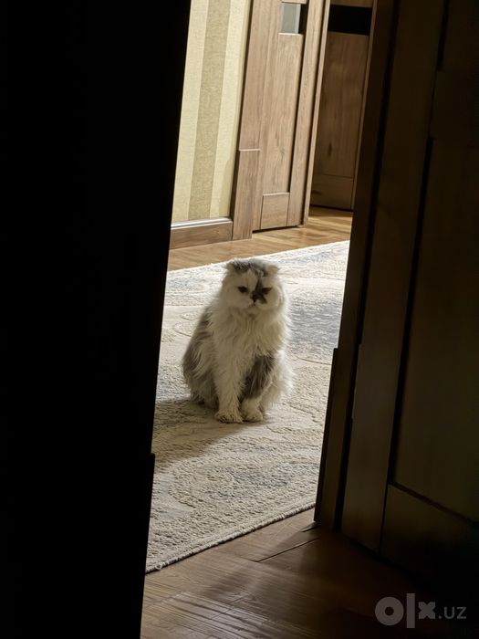 Персидская кошка