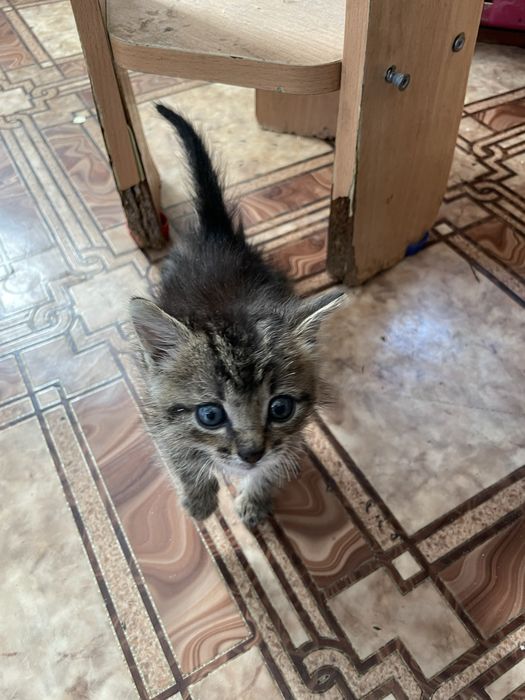 Отдам котенка в добрые руки