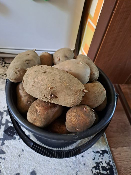 Домашний картофель.